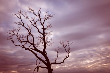 Klasik ağaç silueti manzara arkaplanı