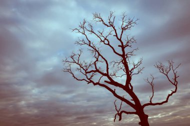 vintage tree silhouette landscape nature background