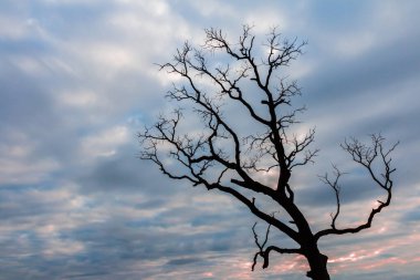 vintage tree silhouette landscape nature background