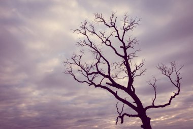 Klasik ağaç silueti manzara arkaplanı