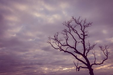 Klasik ağaç silueti manzara arkaplanı