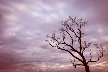 Klasik ağaç silueti manzara arkaplanı