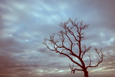 Klasik ağaç silueti manzara arkaplanı