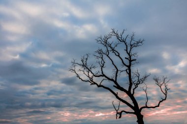 ağaç silueti manzara arkaplanı