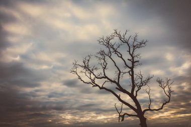 Klasik ağaç silueti manzara arkaplanı