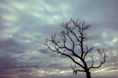 Klasik ağaç silueti manzara arkaplanı