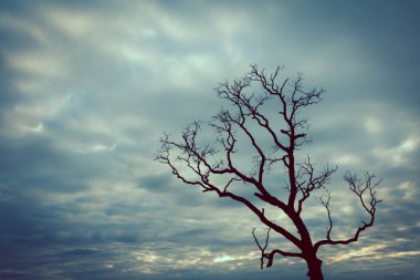 Klasik ağaç silueti manzara arkaplanı