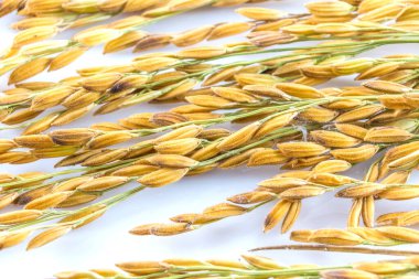 Beyaz arka planda yalıtılmış çeltik pirinci