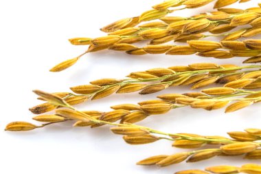 Close up paddy rice  isolated on white background