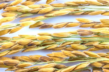 Close up paddy rice  isolated on white background