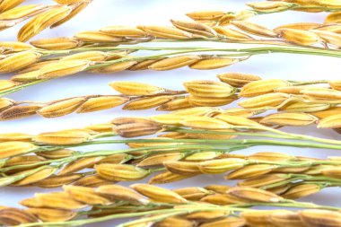 Close up paddy rice  isolated on white background