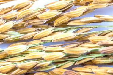 Close up paddy rice  isolated on white background