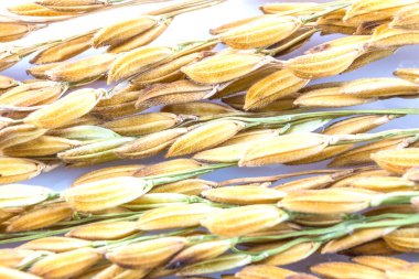 Close up paddy rice  isolated on white background