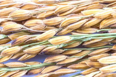 Close up paddy rice  isolated on white background