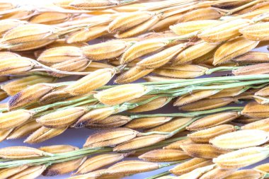 Close up paddy rice  isolated on white background