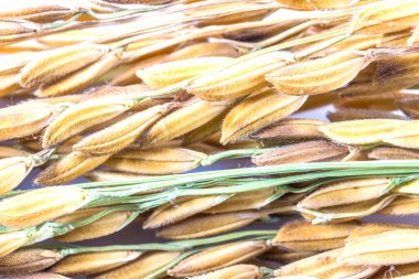 Close up paddy rice  isolated on white background