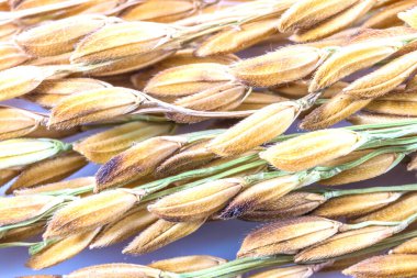 Close up paddy rice  isolated on white background