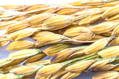 Close up paddy rice  isolated on white background