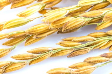 Close up paddy rice  isolated on white background