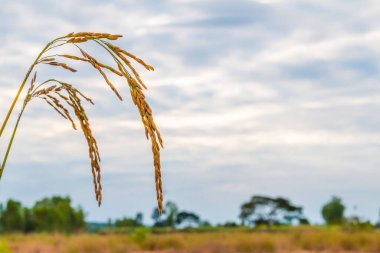 Pirinç tarlasında altın pirinç bitkisi