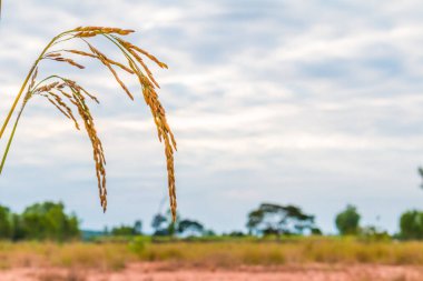 Pirinç tarlasında altın pirinç bitkisi