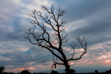 ağaç silueti manzara arkaplanı