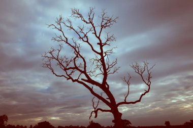 Klasik ağaç silueti manzara arkaplanı