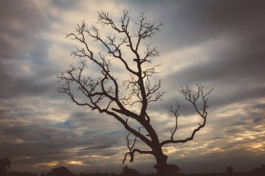 Klasik ağaç silueti manzara arkaplanı