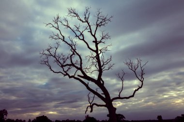 Klasik ağaç silueti manzara arkaplanı