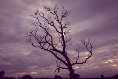 Klasik ağaç silueti manzara arkaplanı