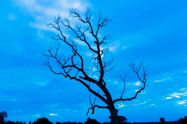 Mavi vintage ağaç silueti manzara