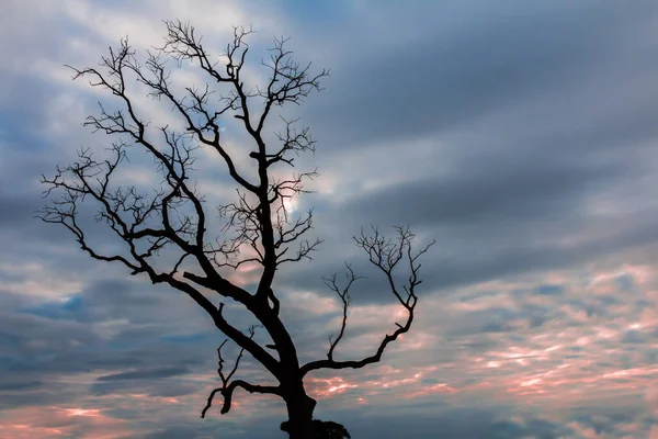 ağaç silueti manzara arkaplanı