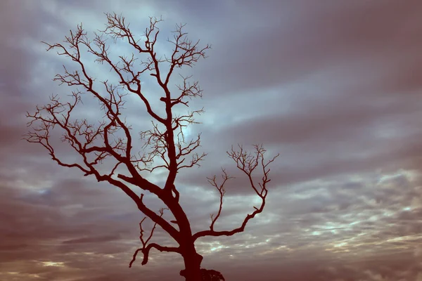 Klasik Ağaç Silueti Manzara Arkaplanı — Stok fotoğraf