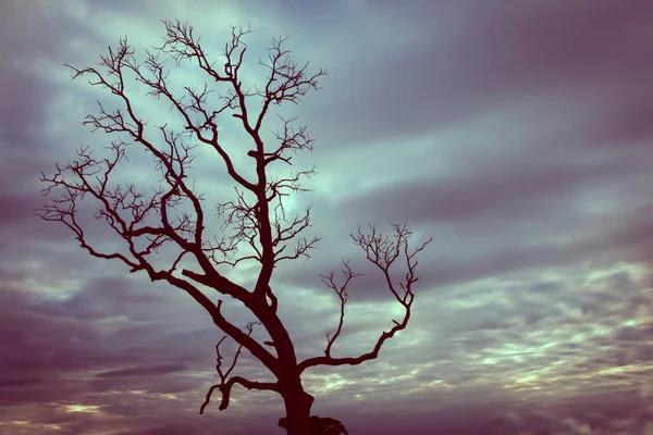 Klasik ağaç silueti manzara arkaplanı