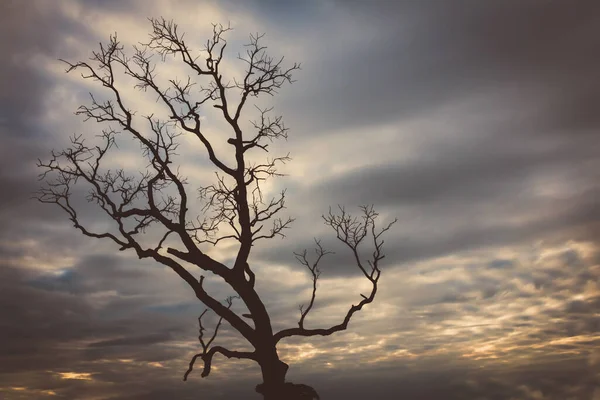 Klasik ağaç silueti manzara arkaplanı
