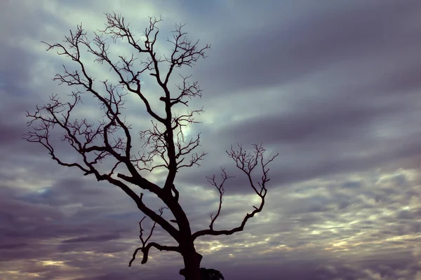 Vintage Baum Silhouette Landschaft Hintergrund — Stockfoto