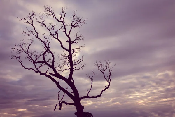 Klasik ağaç silueti manzara arkaplanı