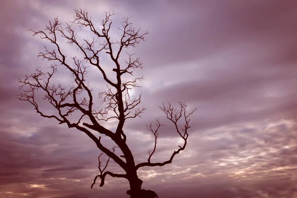 Klasik ağaç silueti manzara arkaplanı