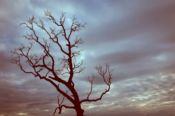 Albero Vintage Silhouette Paesaggio Natura Sfondo — Foto Stock