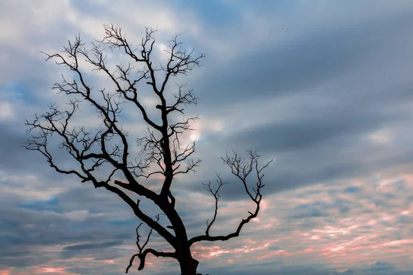 vintage tree silhouette landscape nature background