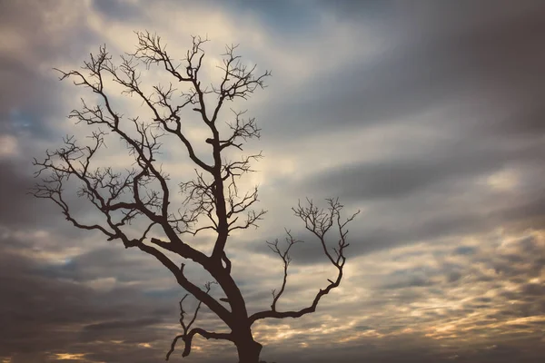 vintage tree silhouette landscape nature background