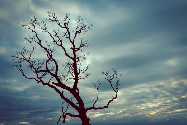 Klasik ağaç silueti manzara arkaplanı