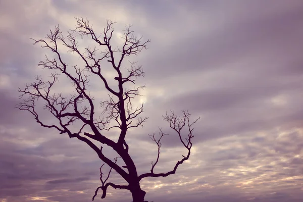 Klasik ağaç silueti manzara arkaplanı