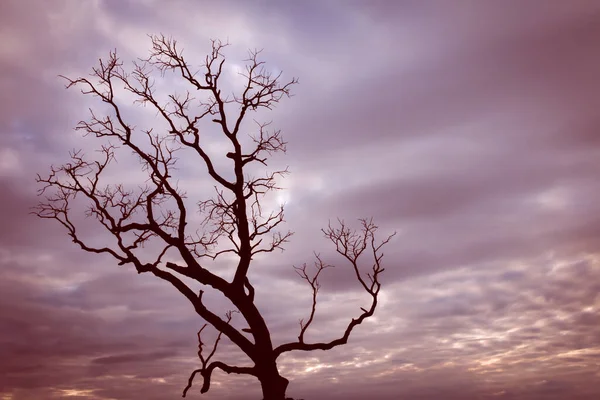 Klasik ağaç silueti manzara arkaplanı