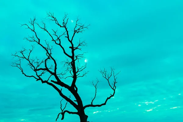 Blau Jahrgang Baum Silhouette Landschaft Hintergrund — Stockfoto