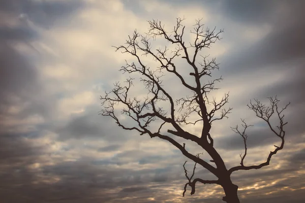 Jahrgang Baum Silhouette Landschaft Natur Hintergrund — Stockfoto