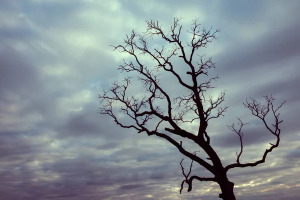 Klasik ağaç silueti manzara arkaplanı