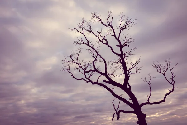 Klasik ağaç silueti manzara arkaplanı