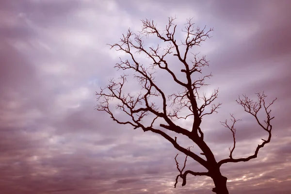 Klasik ağaç silueti manzara arkaplanı