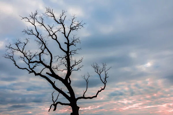 ağaç silueti manzara arkaplanı
